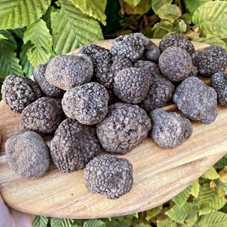 Podzimní lanýže. Dnes dorazili a už jsou skoro všechny rozprodané ☺️. Jedna se o TOP kvalitu a hlavně 👉 I. jakost ‼️...