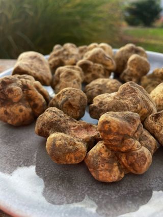 Bílé drahocenné lanýže Tuber Magnatum Pico teď naskladňujeme každý týden. I ty si můžeš objednat i ten svůj, doporučuji s...